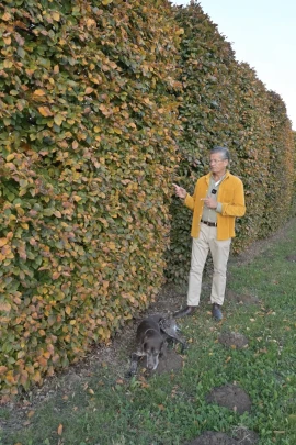 Rotbuchenhecken - Henning Breimann